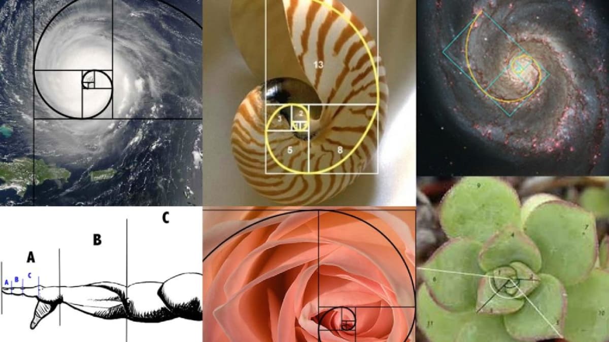 أفضل شركة هندسية تستخدم النسبة الذهبية في تركيا - ديكورات وتصميم داخلي