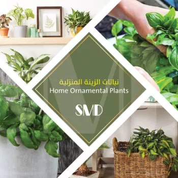 Ornamental plant and its relationship in decoration