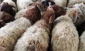 Designing altars for sacrificial animals